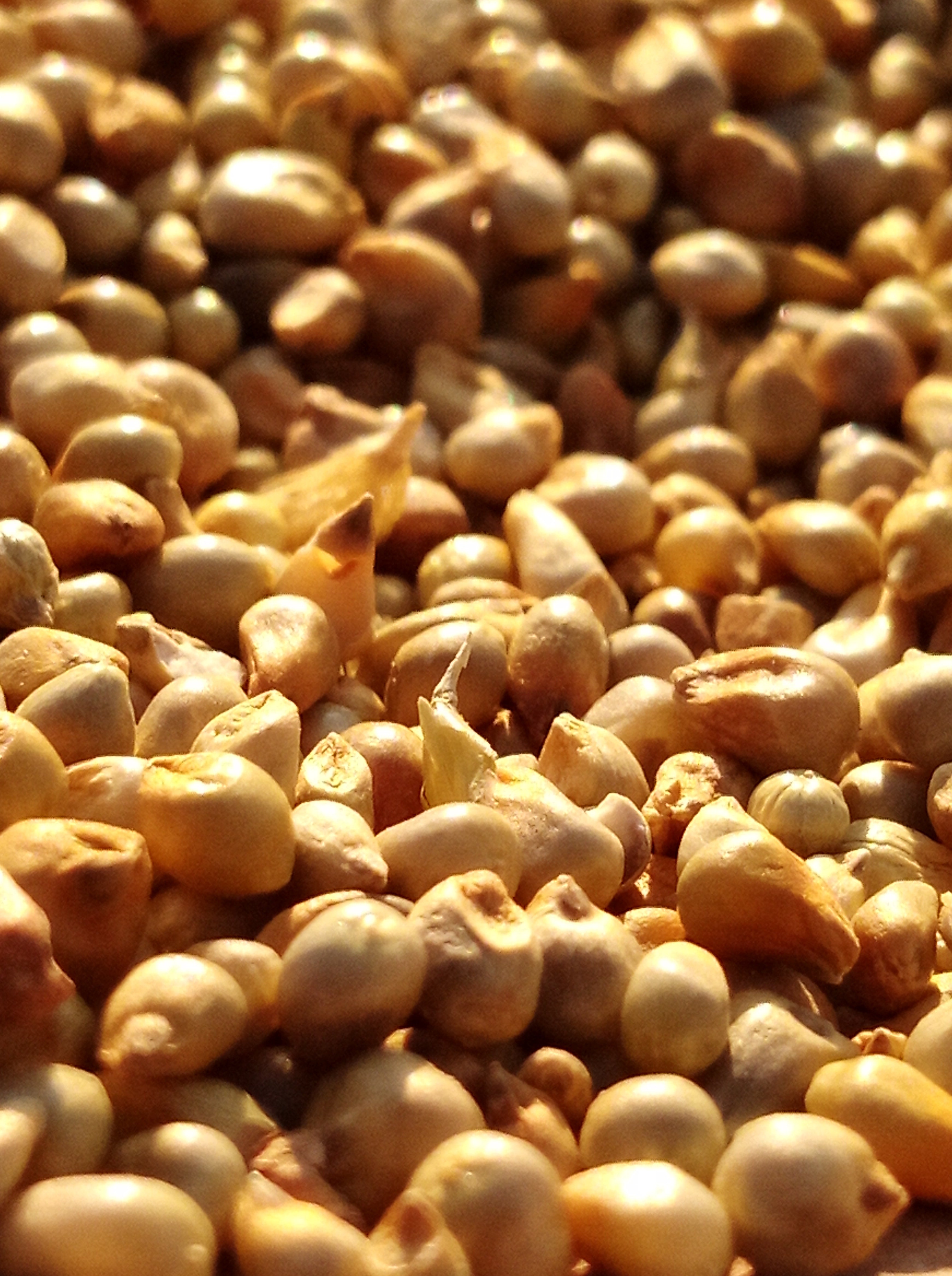 How is Grapeseed Oil Good For The Hair? The Hair Routine